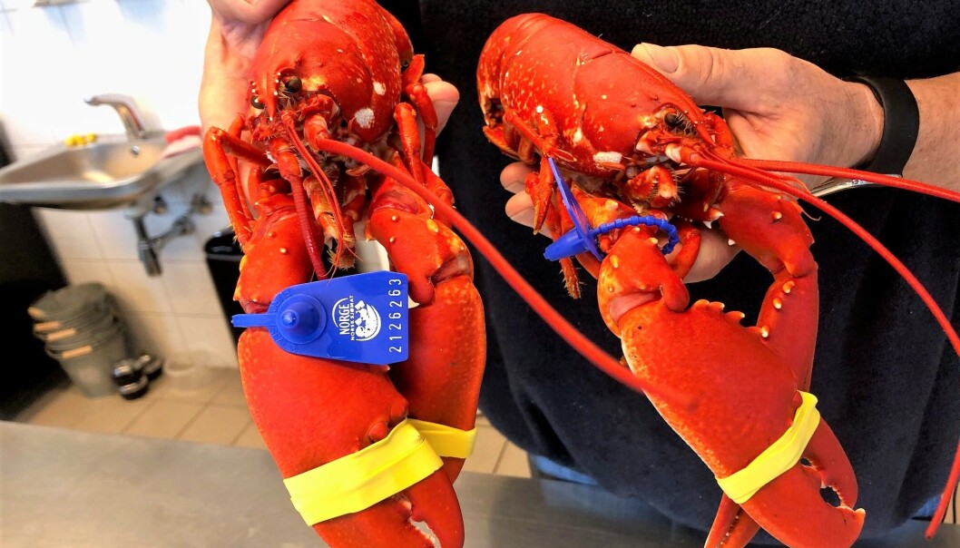 Sjekk fargen på denne delikatessen fra Skjærhalden Fiskemottak. Sjekk fargen på denne delikatessen fra Skjærhalden Fiskemottak.