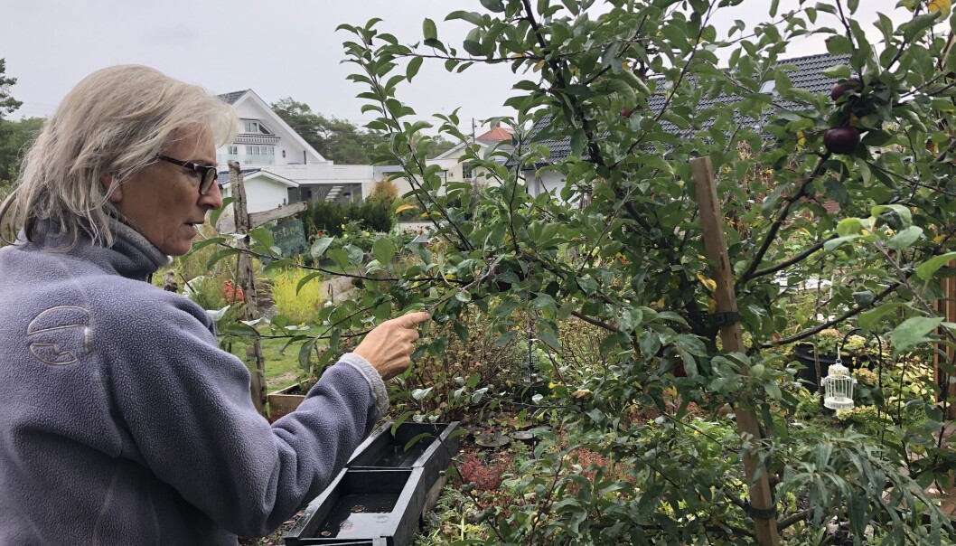 Anne Marit venter med å beskjære frukttrærne til i mars. - Men husk å gjøre det før saften begynner å finne vei ut i greinene, sier hun. Anne Marit venter med å beskjære frukttrærne til i mars. - Men husk å gjøre det før saften begynner å finne vei ut i greinene, sier hun.