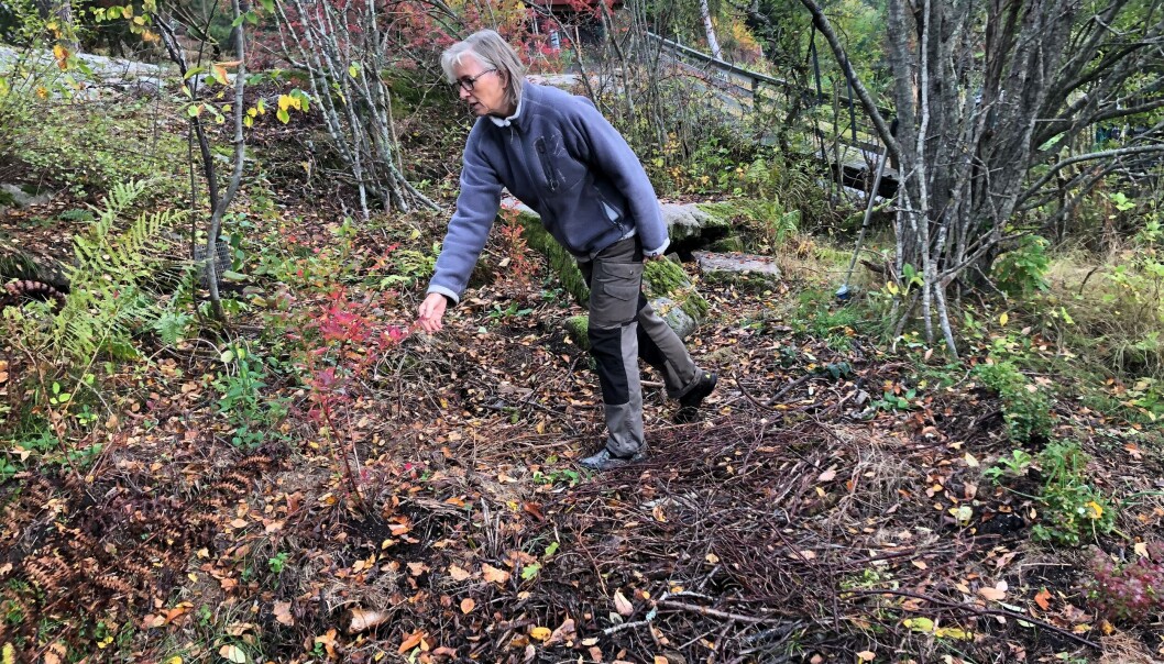 Anne Marit sprer løv, gress og kvister i plantebed og rundt frukttrær. Organisk avfall er det beste gjødslet, mener den erfarne hagededyrkeren Anne Marit sprer løv, gress og kvister i plantebed og rundt frukttrær. Organisk avfall er det beste gjødslet, mener den erfarne hagededyrkeren