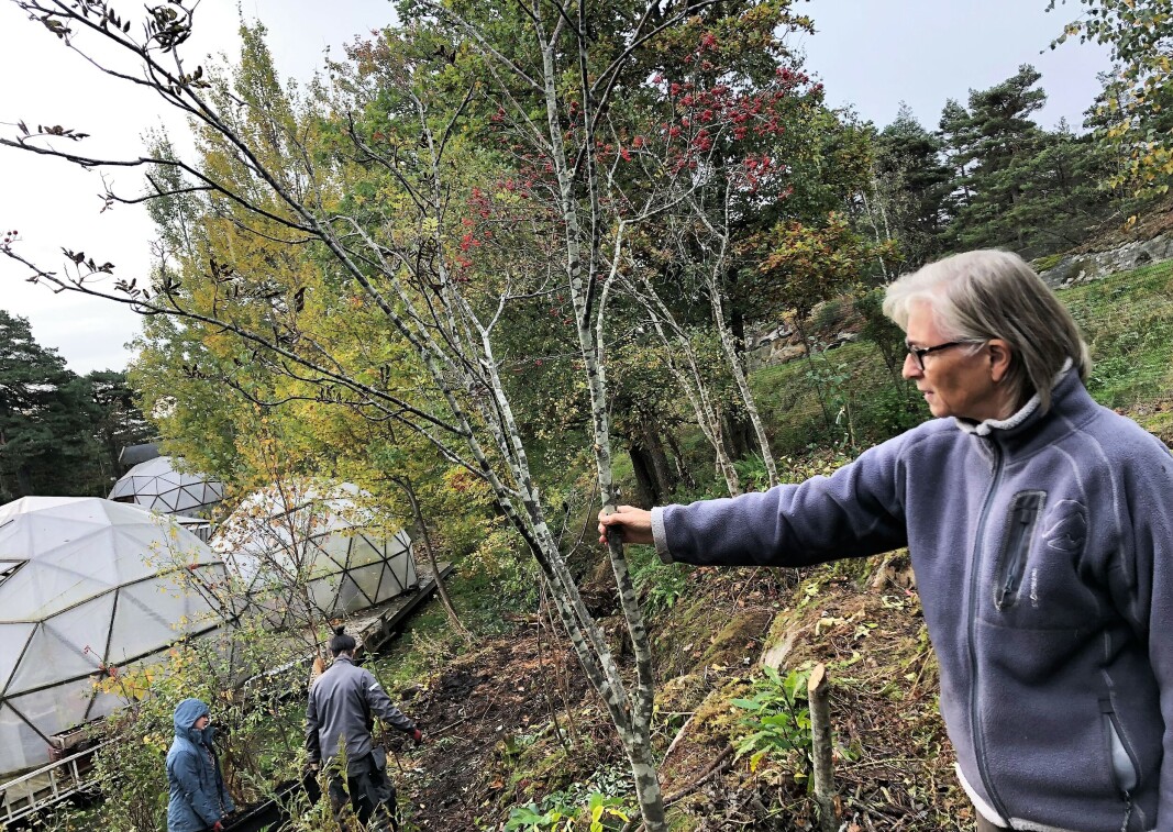 Et rognebærtre har fått plass i Anne Marits fruktskog. Et rognebærtre har fått plass i Anne Marits fruktskog.