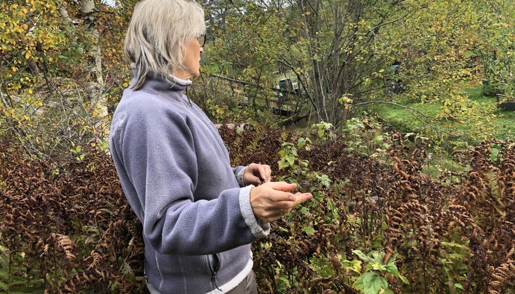 Anne Marit foran en liten skog av bregner. Anne Marit foran en liten skog av bregner.