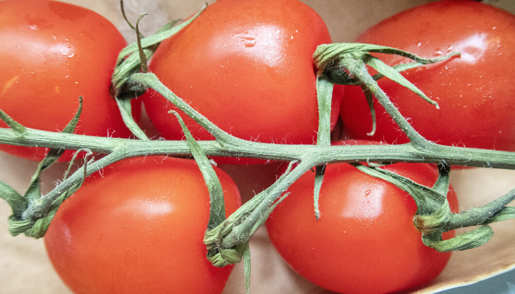 Norske produsenter av tomater, agurker og julestjerner er særlig utsatt for prisveksten på strøm og andre innsatsfaktorer.