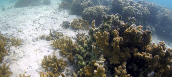 Forskere fremskynder evolusjonen for å redde verdens korallrev