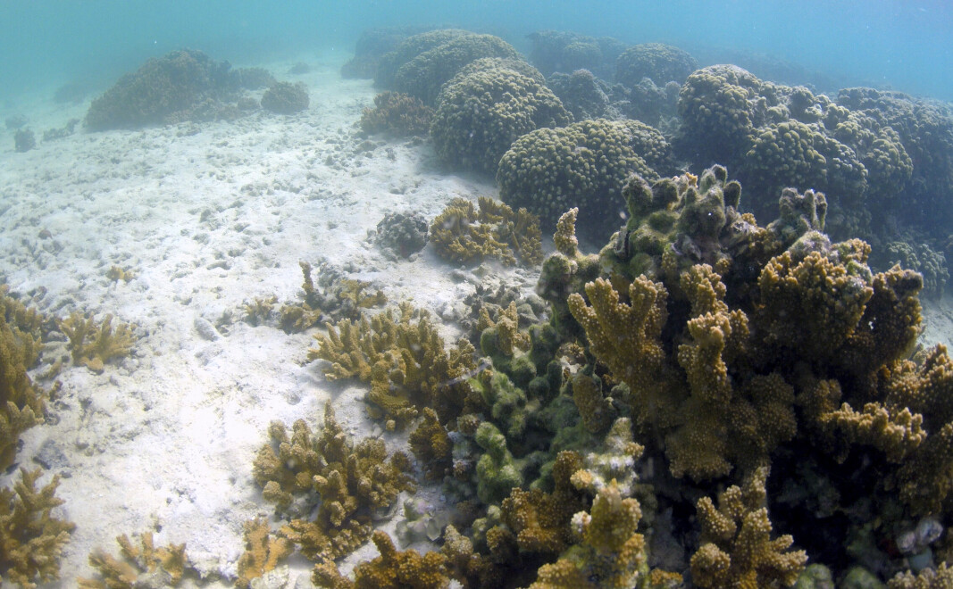 Et korallrev i Kanehoe, Hawaii, hvor forskerne forsøker å fremskynde korallenes evolusjon for å kunne avle fram koraller som tåler global oppvarming bedre.