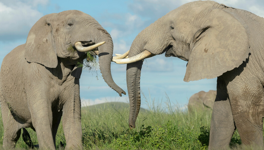 STØRST: Savanneelefantene (bildet) er større enn skogselefantene.