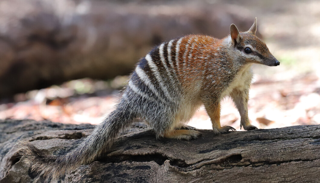 Numbat. Numbat.