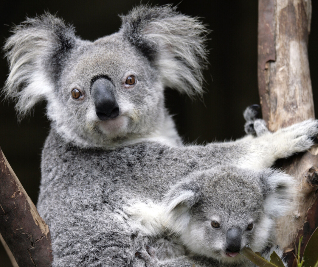 KOALA: Et kjent pungdyr. Ungen er liten som en ert ved fødselen. KOALA: Et kjent pungdyr. Ungen er liten som en ert ved fødselen.