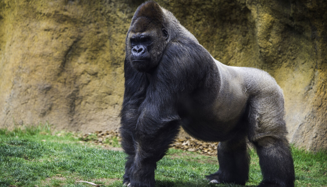 GORILLA: Er den større eller mindre enn sjimpanse? GORILLA: Er den større eller mindre enn sjimpanse?