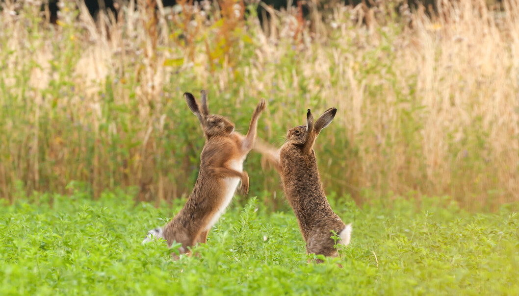 Hareslåsskamp. Hareslåsskamp.
