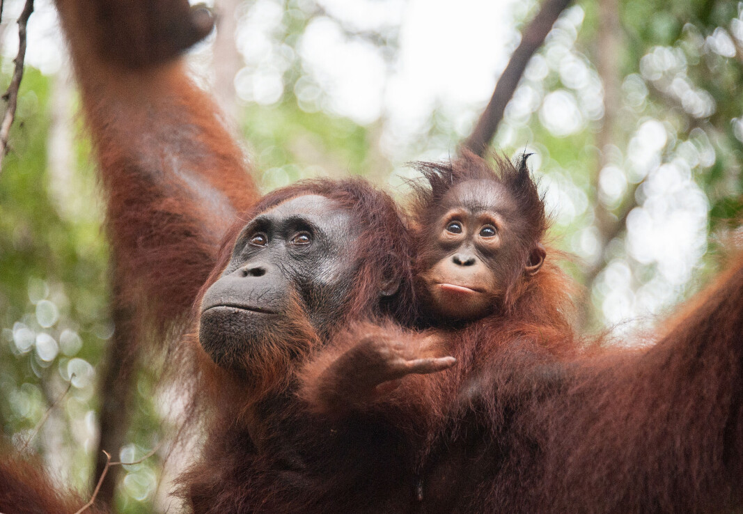 ORANGUTANGER: Bor hjemme til de er i tiårsalderen. ORANGUTANGER: Bor hjemme til de er i tiårsalderen.