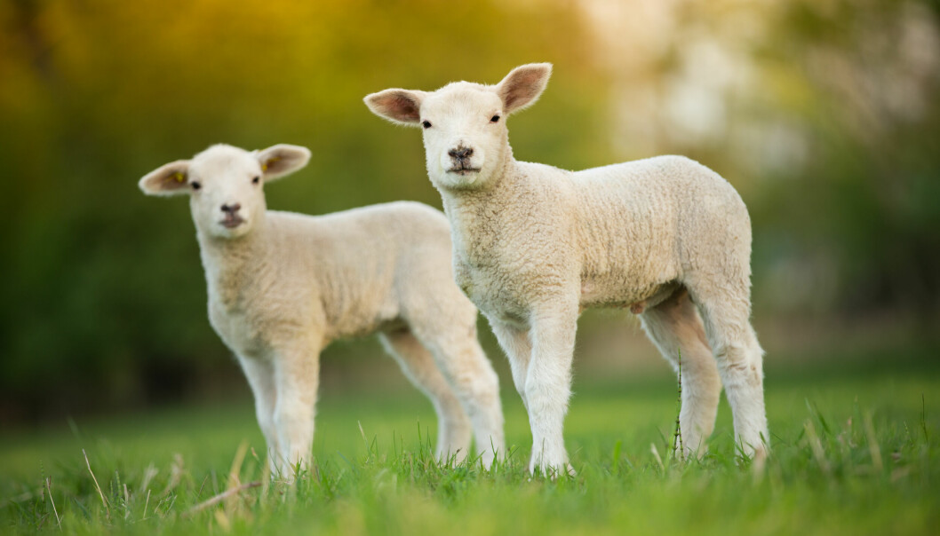 VÅRTEGN: Mellom én og to millioner små lam er et sikkert vårtegn i Norge.