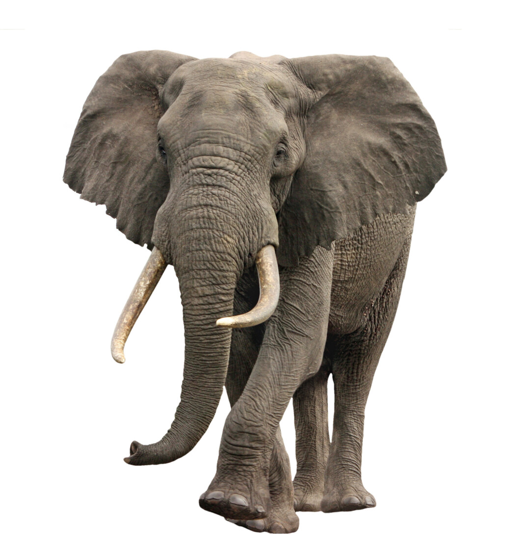Afrikansk savanneelefant. m Afrikansk savanneelefant. m