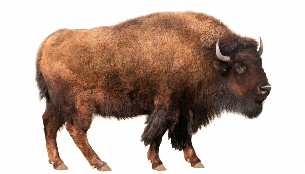 Amerikansk bison.