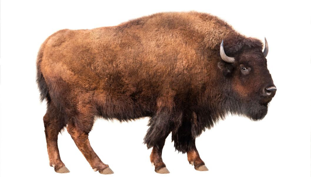 Amerikansk bison. Amerikansk bison.
