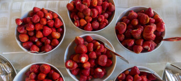 Dobler sesongen for norske jordbær