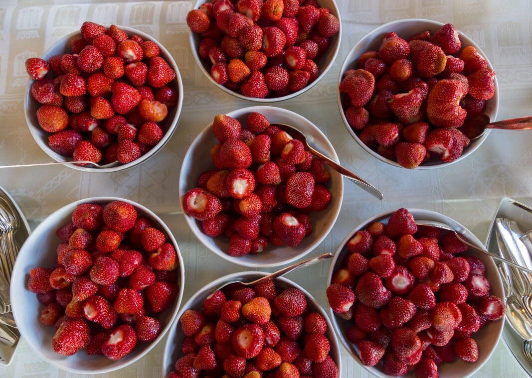 Fra og med i år kan norske jordbær kjøpes fra slutten av mai til langt ut i september istedenfor kun i sommermåneden. Årsaken er økte investeringer i bedre produksjonsfasiliteter. Fra og med i år kan norske jordbær kjøpes fra slutten av mai til langt ut i september istedenfor kun i sommermåneden. Årsaken er økte investeringer i bedre produksjonsfasiliteter.