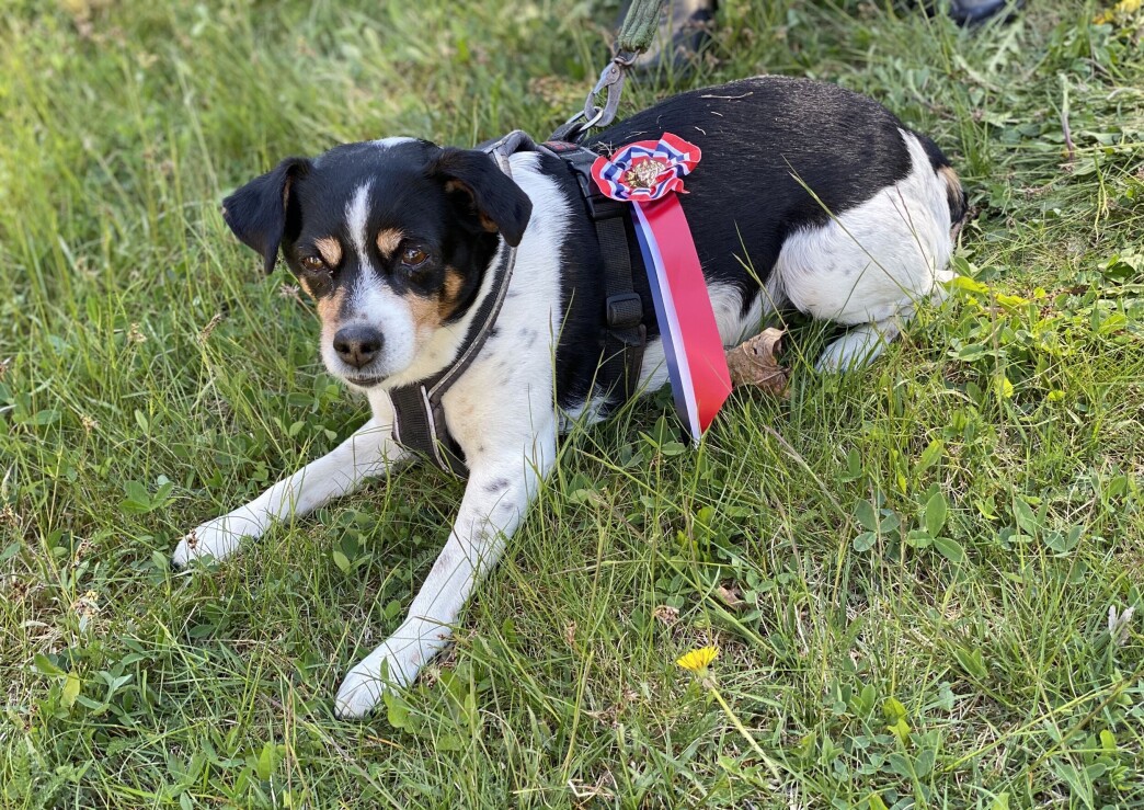 Hund pyntet til fest. Hund pyntet til fest.