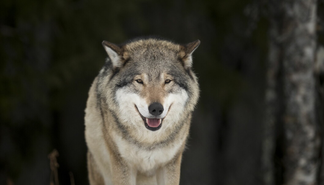 I vinter er det dokumentert 12 helnorske eller svensk-norske valpekull i Norge. Denne ulven er nok ikke med i tellingen, da bildet er tatt i Langedrag Naturpark i 2017.