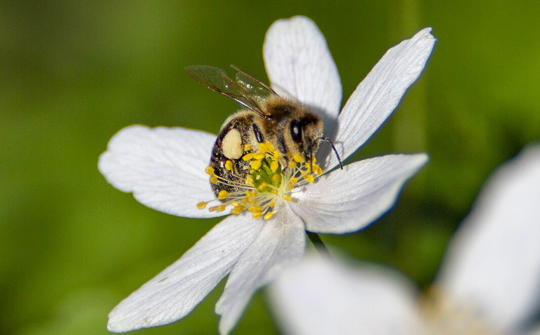 Biene henter pollen og nektar fra blomstene, men står foran et krevende år som følge av tørken i store deler av landet.