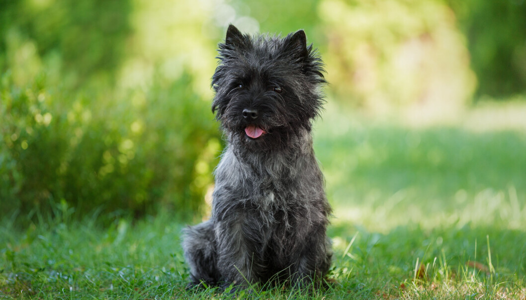 Cairn terrier. Cairn terrier.