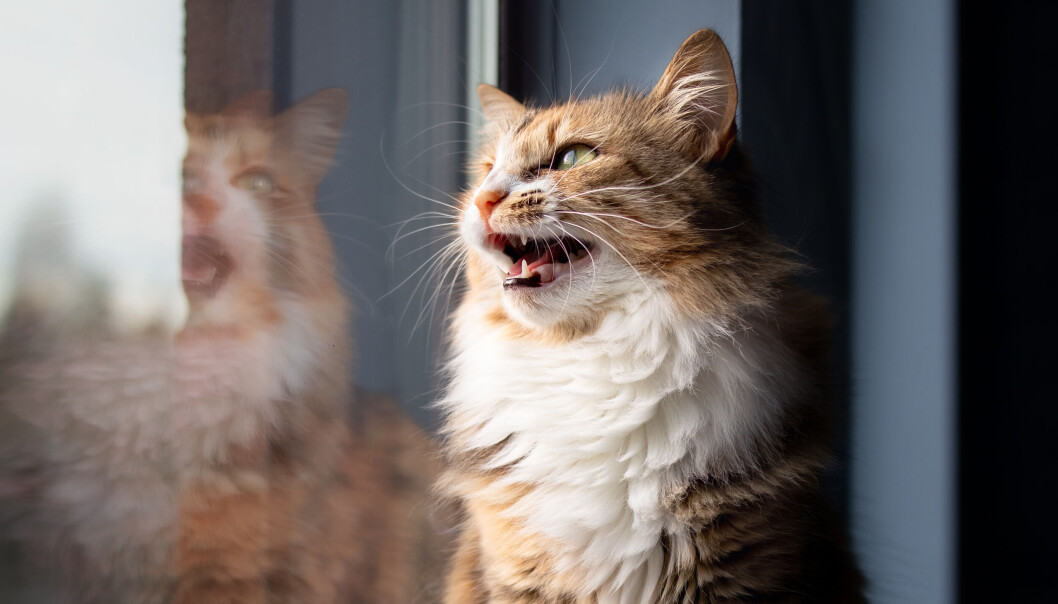 Katt som «klaprer». Katt som «klaprer».