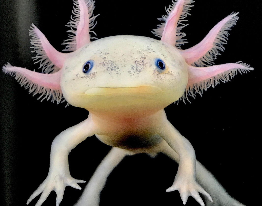 AXOLOTL: Ligner bare på seg selv. AXOLOTL: Ligner bare på seg selv.