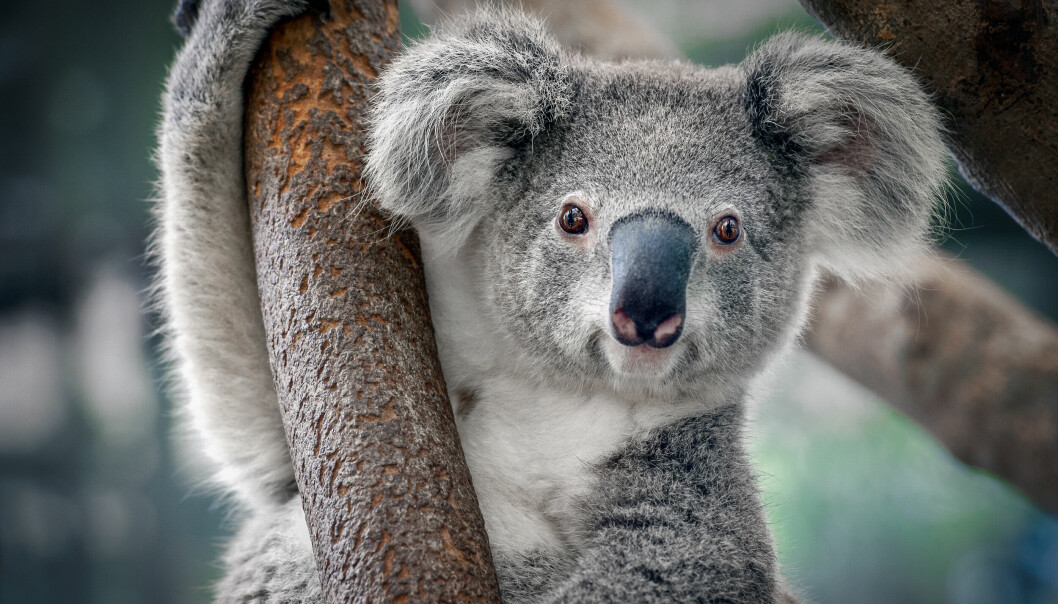 KOALA: Hvilket særtrekk har den til felles med kenguru?