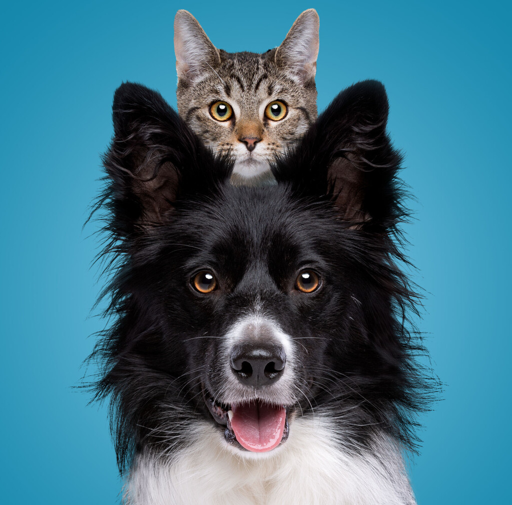 Katt og hund. Katt og hund.
