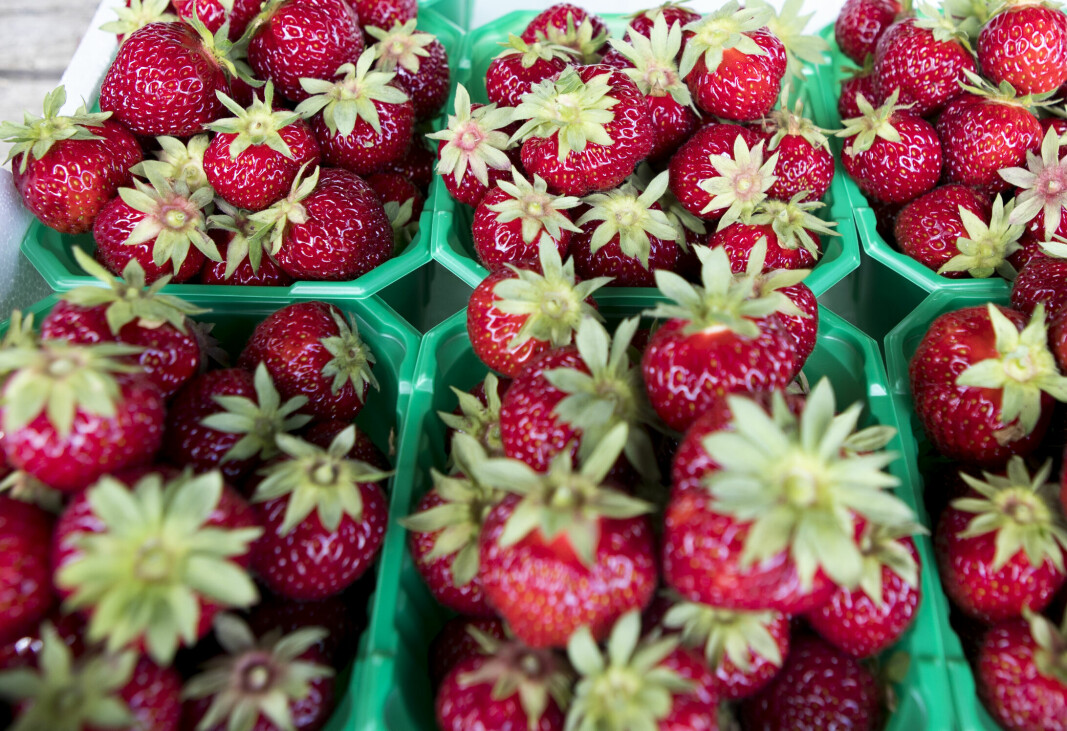 Denne uka vil det komme norske jordbær i butikkene i deler av Østlandet.