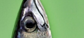 Nedgang i den norske makrellkvoten