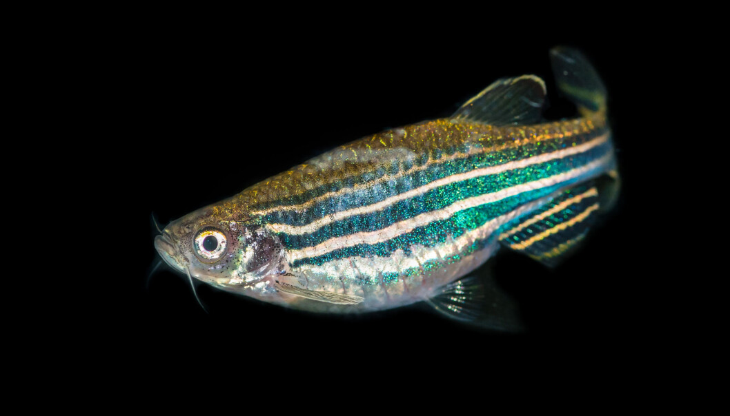 SEBRAFISK: Sebrafisken, som ofte holdes i akvarier, er en av de få fiskeartene som helt tydelig sover. SEBRAFISK: Sebrafisken, som ofte holdes i akvarier, er en av de få fiskeartene som helt tydelig sover.