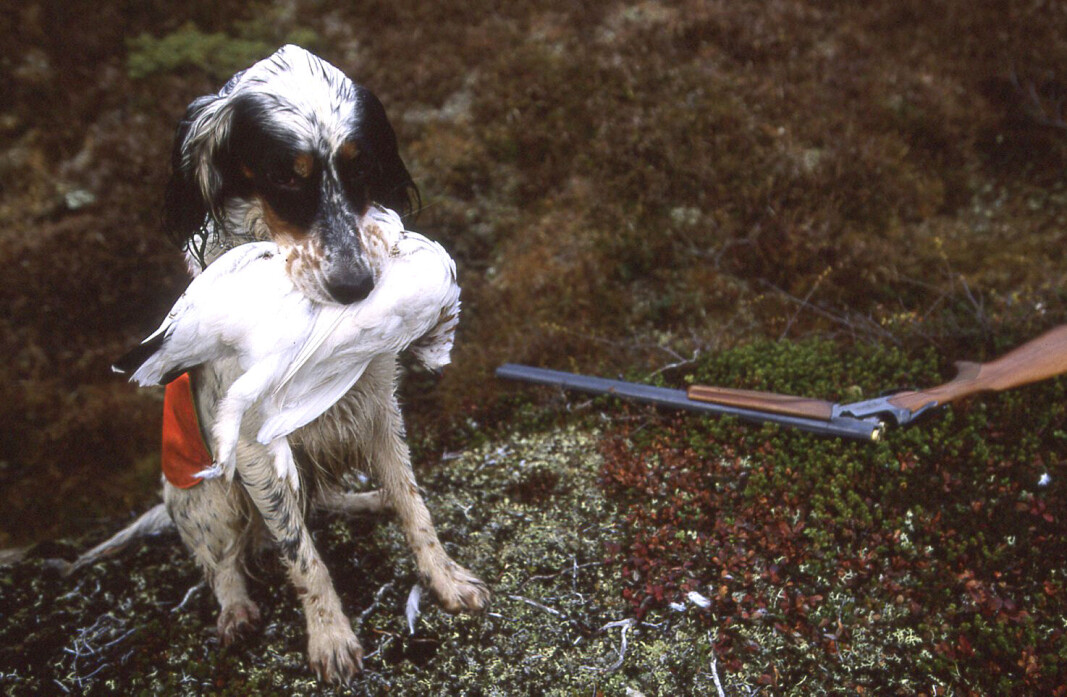 Norges Jeger- og Fiskerforbund ber friluftsfolk, jegere og jakthundeiere til å varsle om syke eller døde dyr i naturen etter utbrudd av fugleinfluensa. Norges Jeger- og Fiskerforbund ber friluftsfolk, jegere og jakthundeiere til å varsle om syke eller døde dyr i naturen etter utbrudd av fugleinfluensa.