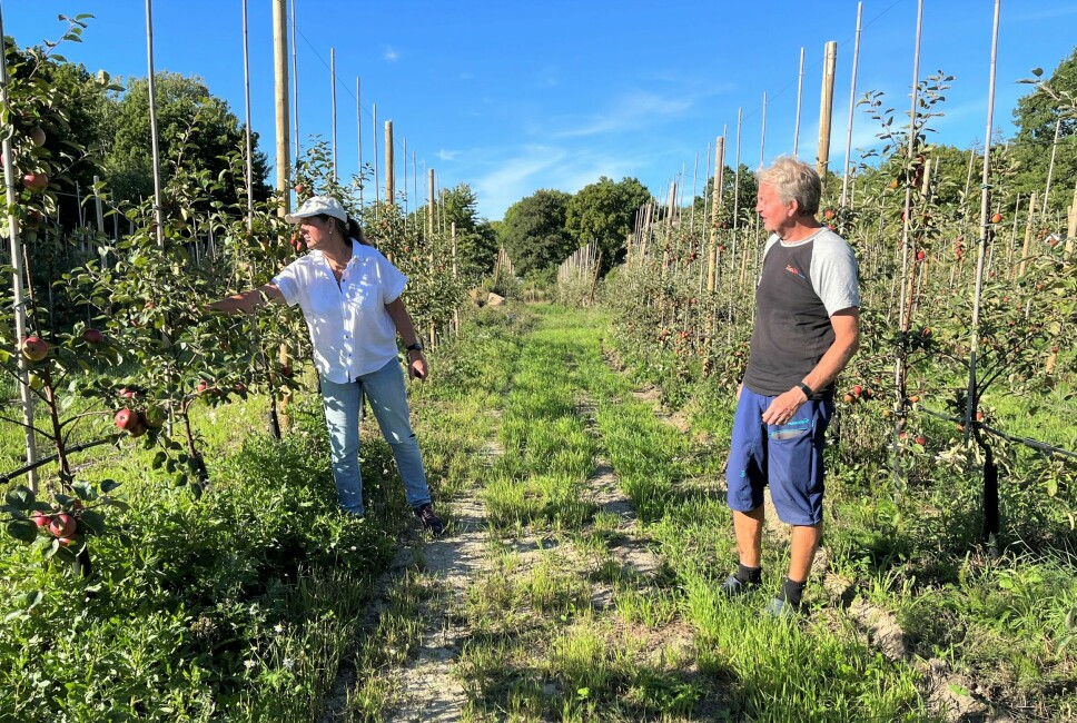 Monica og Tor Bjørnstad har plantet 2.000 epletrær på egen eiendom i Havna på Spjærøy. Nå har de bestilt cirka 2800 nye trær som skal plantes neste år.