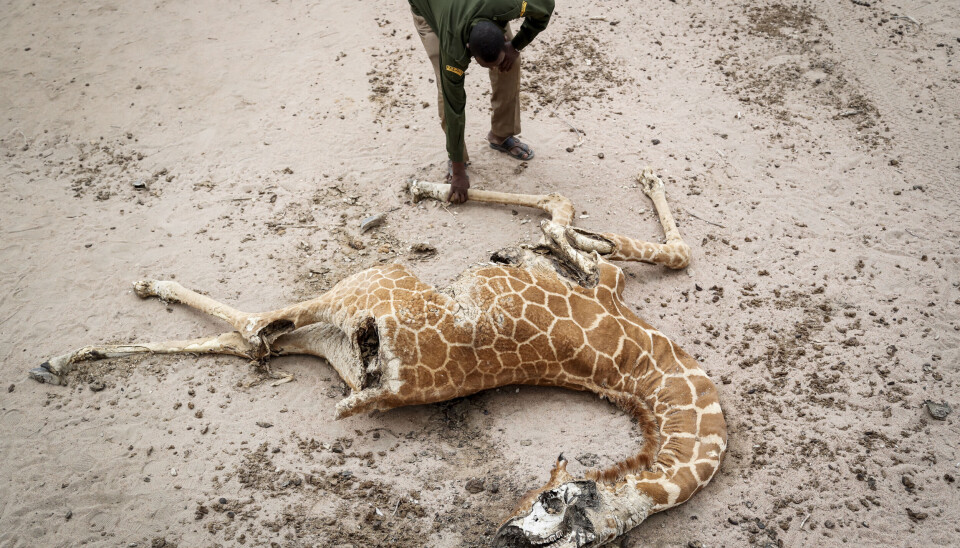 Rovdrift på naturressurser og global oppvarming har bidratt til å redusere verdens dyrebestand med 69 prosent siden 1970, ifølge WWF. Denne sjiraffen døde av tørke og sult i Kenya.