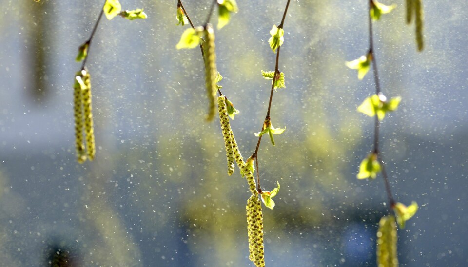 Pollen drysser fra blomstrende bjørk.