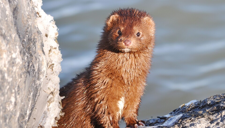 MINK: Har rømt fra minkfarmer og spredd seg i norsk natur. MINK: Har rømt fra minkfarmer og spredd seg i norsk natur.
