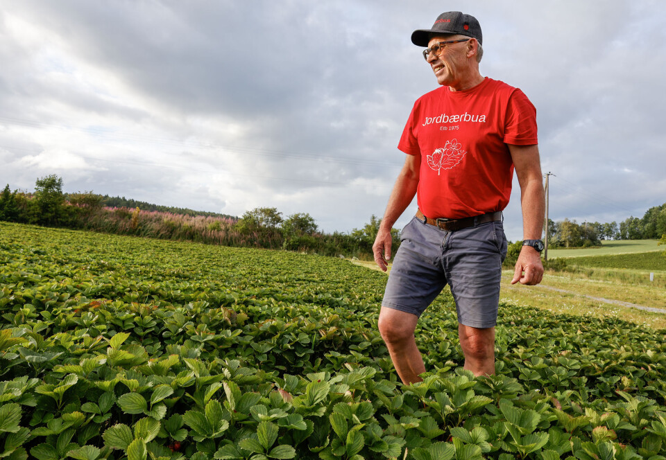 Regn skaper problemer, men det kan likevel bli rekordlang jordbærsesong