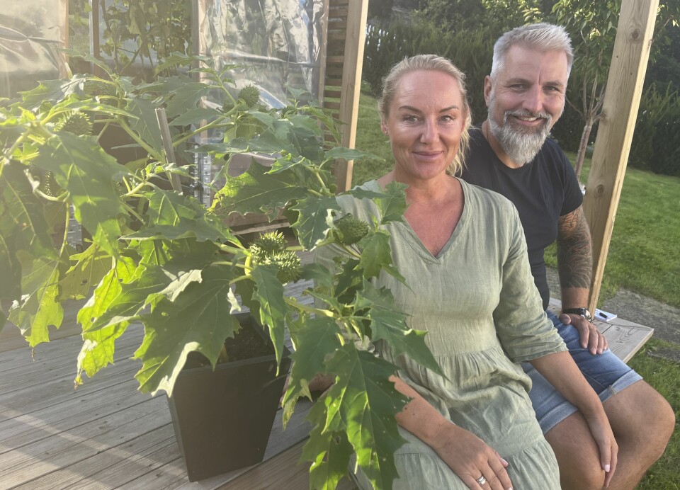 Lena og Øystein Nystrøm Araldsen fikk seg en overraskelse da de kom hjem fra ferie. Da hadde et piggeple-plante dukket opp av rosebedet.