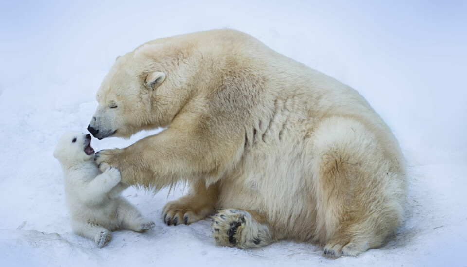 ARKTISKE DYR: Isbjørn trenger is g snø.