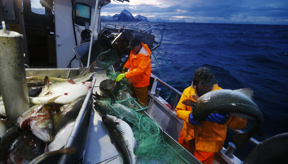 Fiske av skrei ved Gryllefjord på utsiden av Senja i 2015. Nå skal fordelingen av norske fiskekvoter fastsettes på nytt.