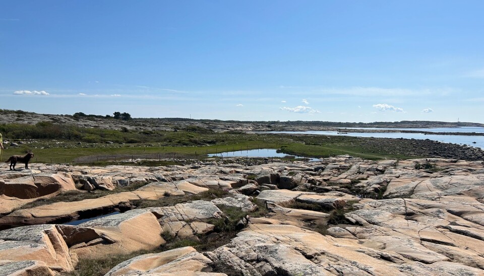 Bilde tatt på Asmaløy, sør-øst mot Vikertangen.