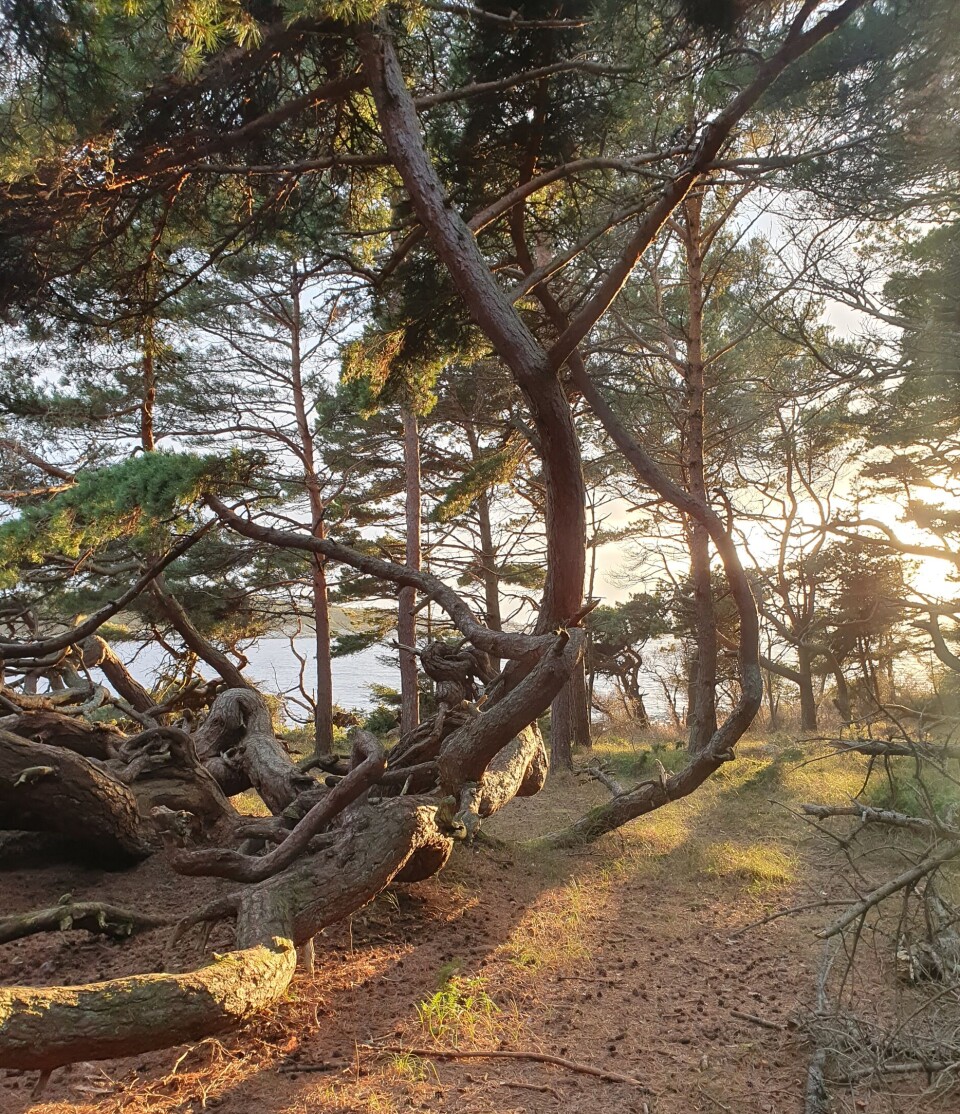 Hvilken værbitt natur vi er beriket med på Hvaler.