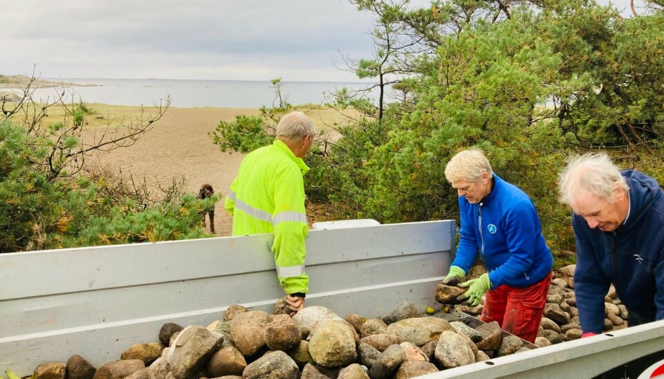 Medlemmer av Hvaler Kulturvernforening har hentet rullestein for å bruke i restaureringen av tangveien på Storesand.