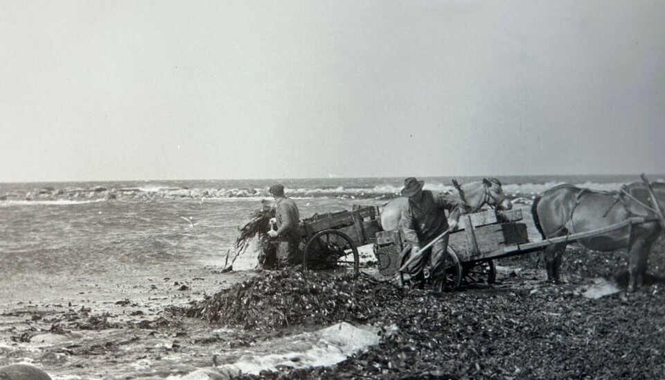 I mangel av bilder fra Storesand, her et avfotografert bilde av taresamling på Jæren i 1912 etter den samme måten som tang ble hentet på Hvaler.