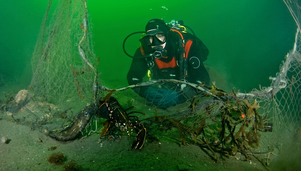 Alle tiltakene som settes i verk vil forhåpentligvis bedre tilstanden til Oslofjorden, skriver Fredrik Myhre fra Verdens Naturfond i denne kronikken.