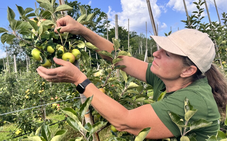 Monica Bjørnstad ser over deler av avlingen som vokser som bare det i disse varme sommerdager.